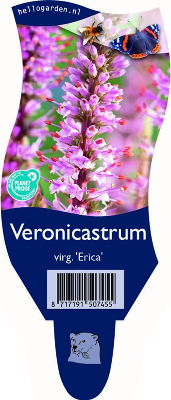 Veronicastrum virg. 'Erika' - P11